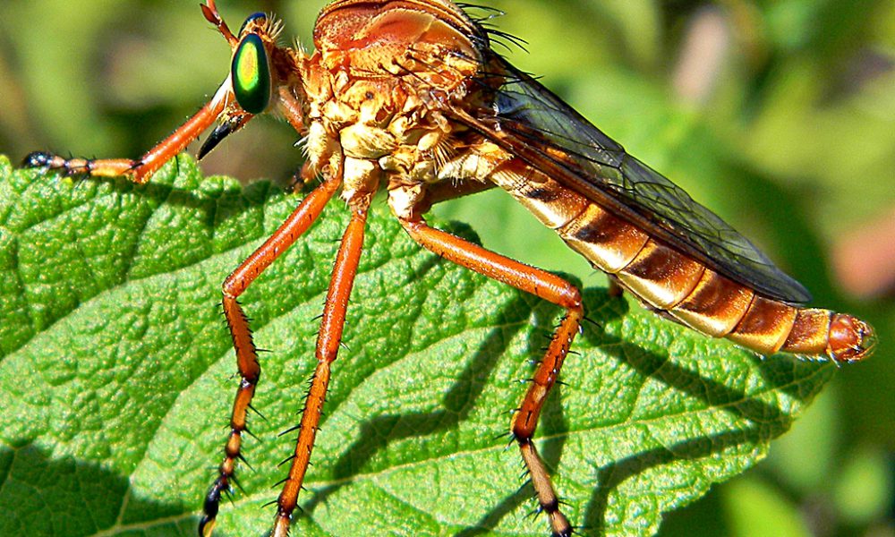 Insect Spotlight Robber Fly Promachus Rufipes Houseman Services