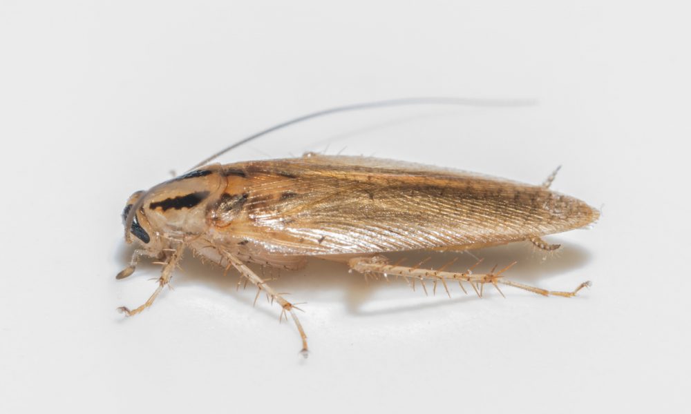 German cockroach (Blatella germanica)