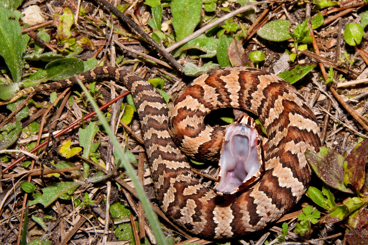 cottonmouth snake bite