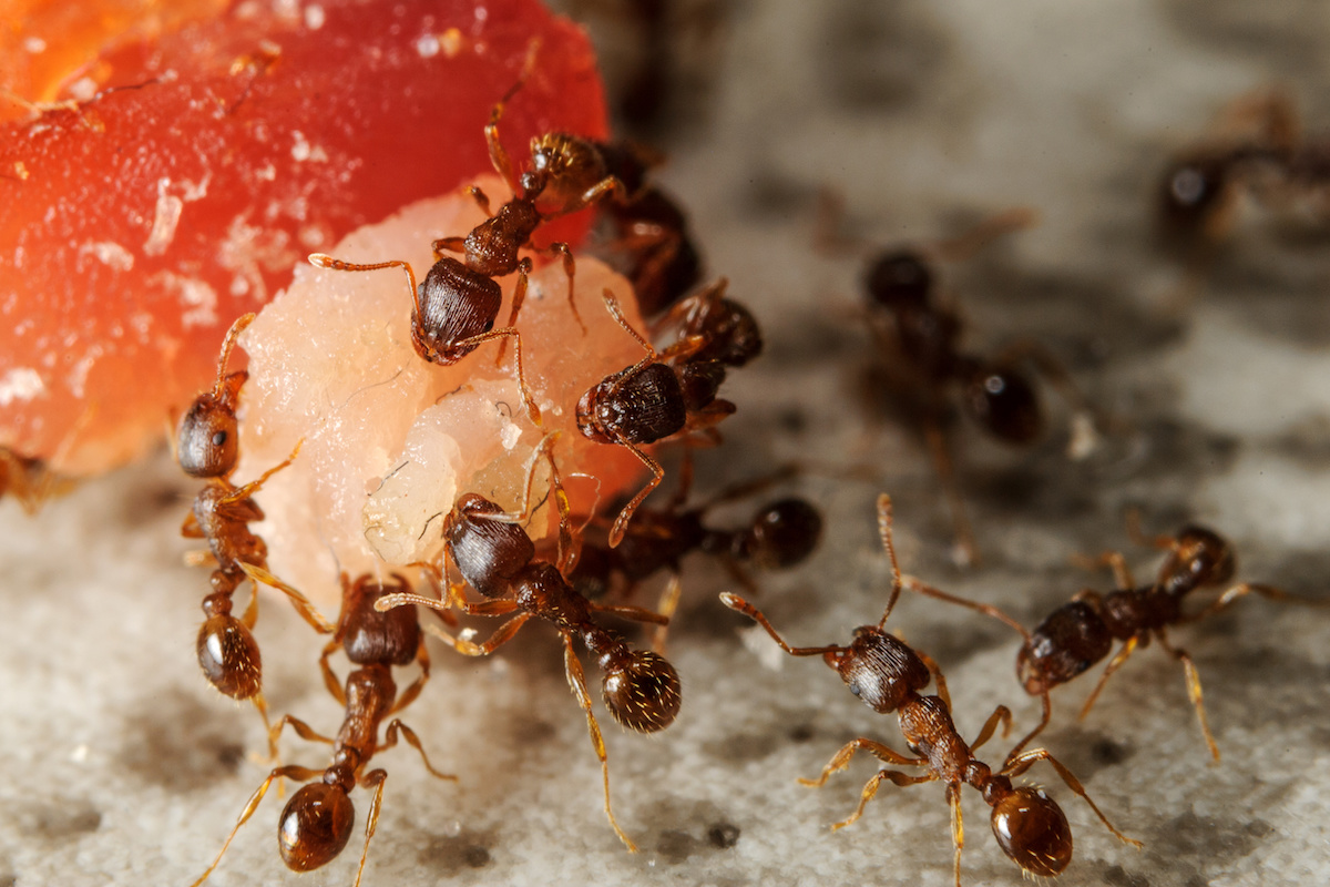 Ants Eating Food 