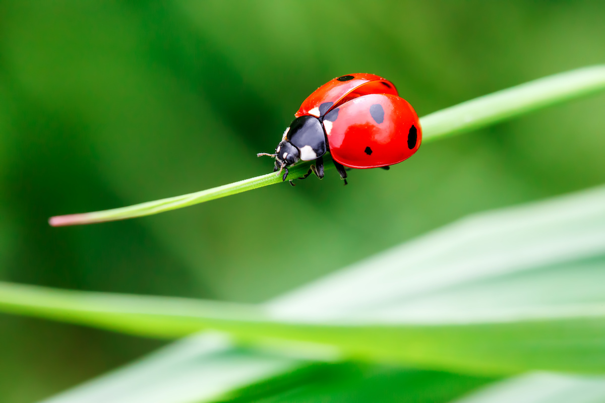 Lady beetle invasion - Insects in the City