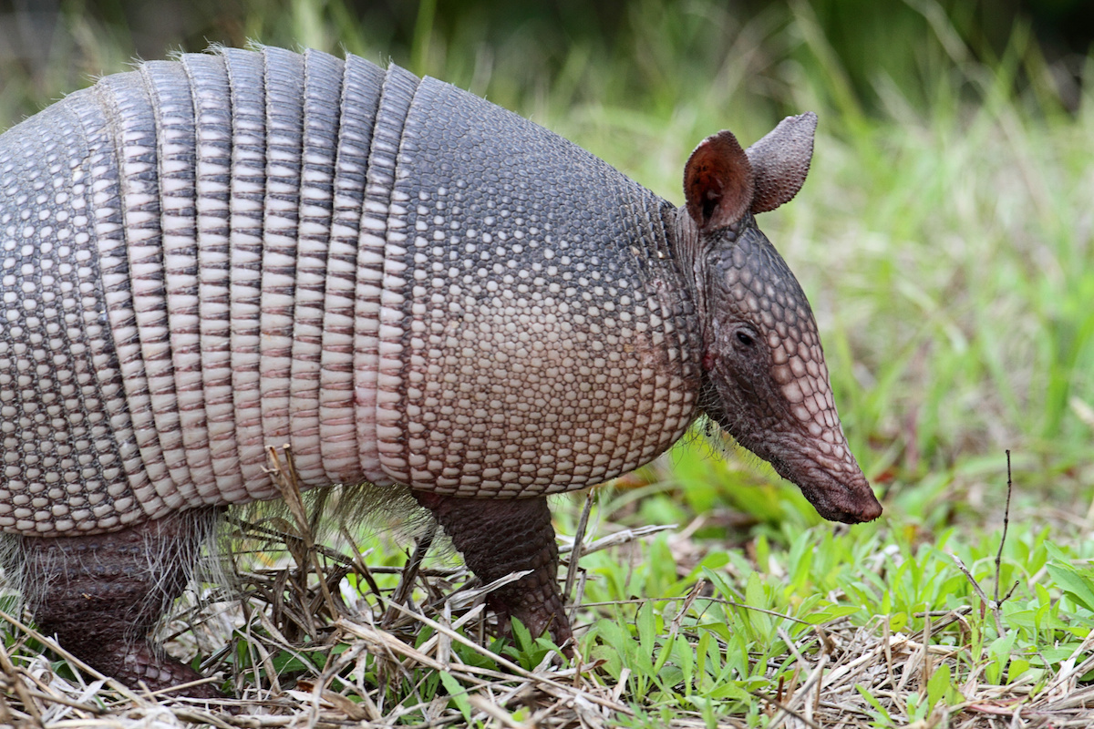 What You Don't Know About Armadillos? - Houseman Services