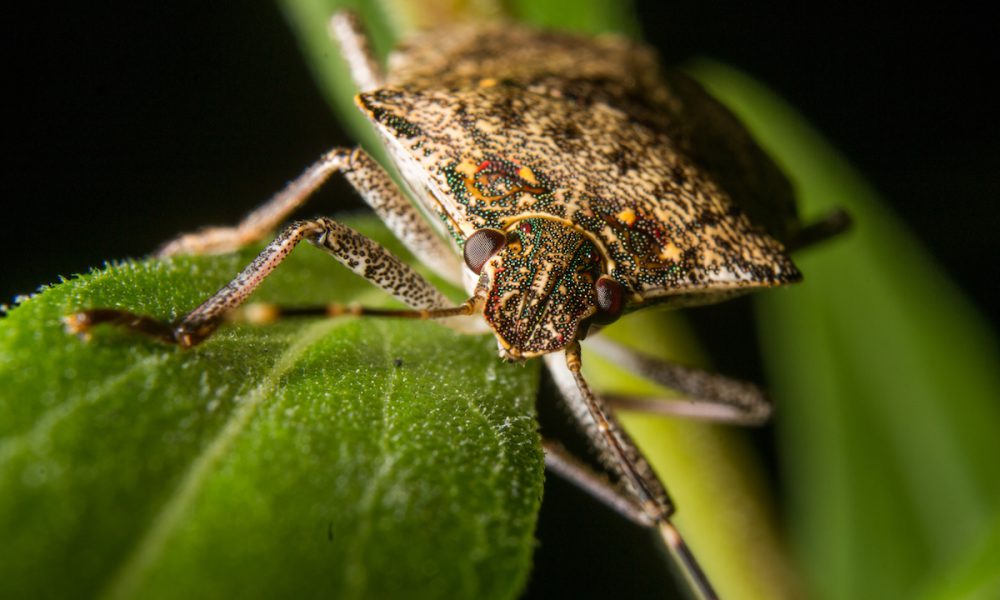 Ewwwww, What’s that Smell? Stink Bug? - Houseman Services