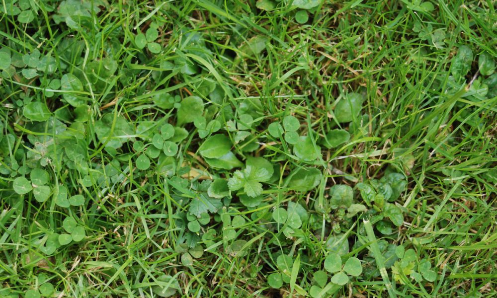 Common Weed Series – All about Clover Weeds - Houseman Services