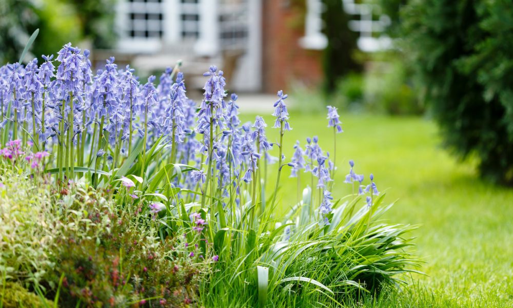 wildflowers