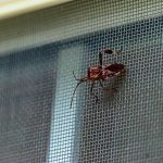 how do bugs get into your home