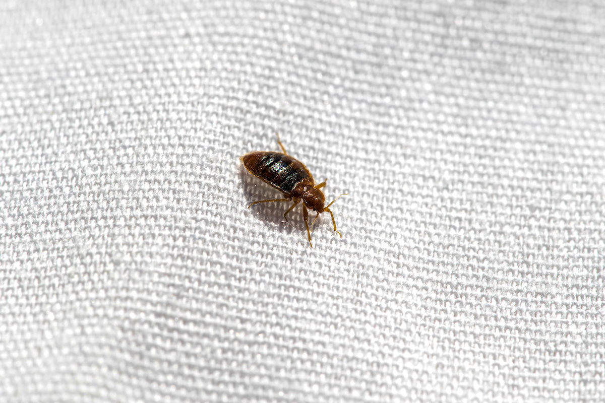 Bed Bug Extermination Company
