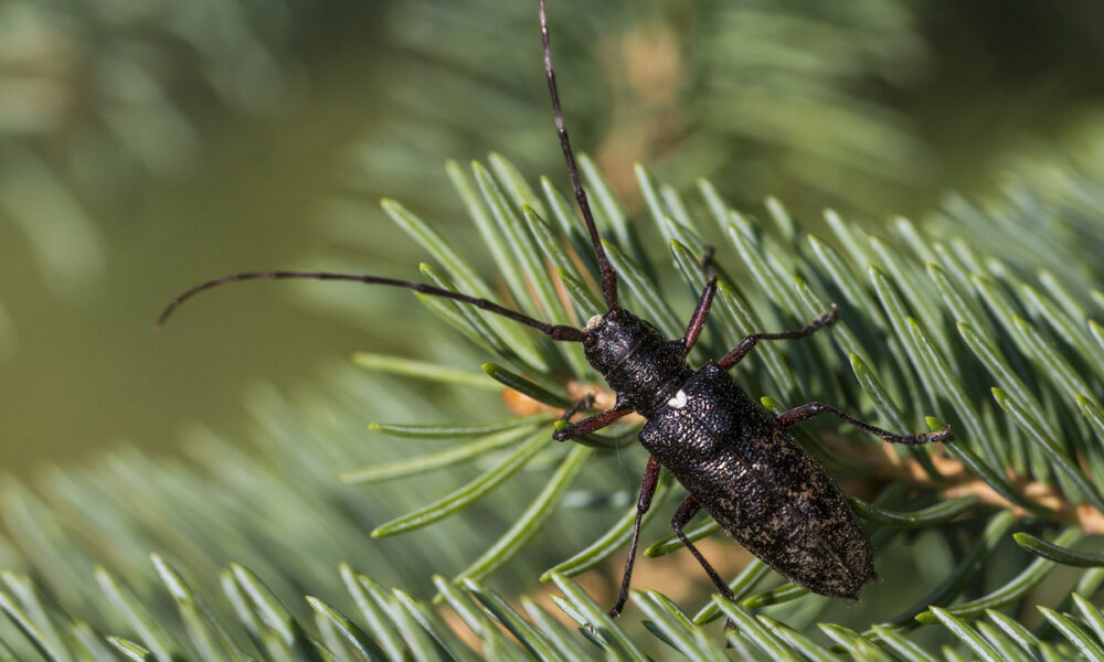 bug infestation in christmas tree