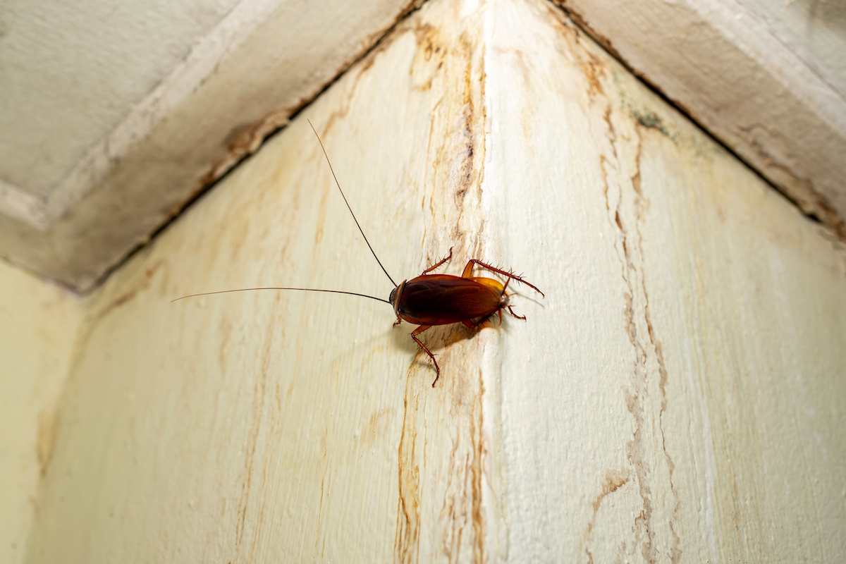 are-cockroaches-bad-for-allergies-and-indoor-air-quality-houseman