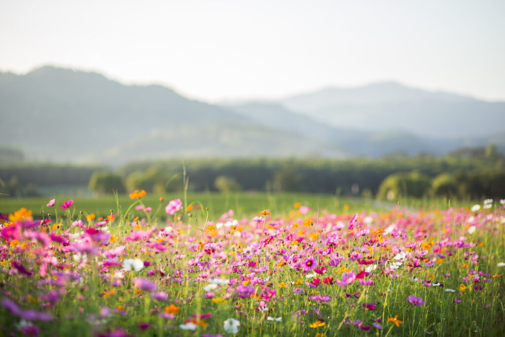 weed control