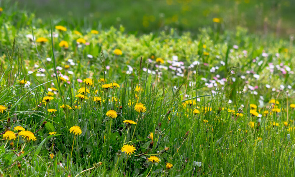 weed control