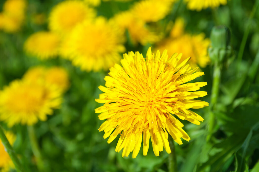 lawn full of weeds 