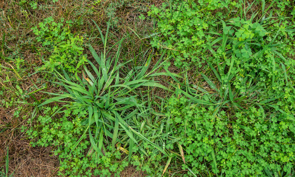 lawn full of weeds