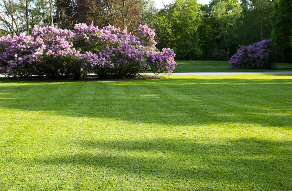 residential lawn maintenance 
