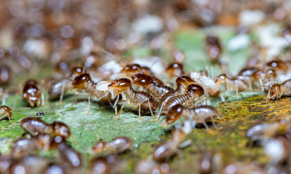 termite infestation