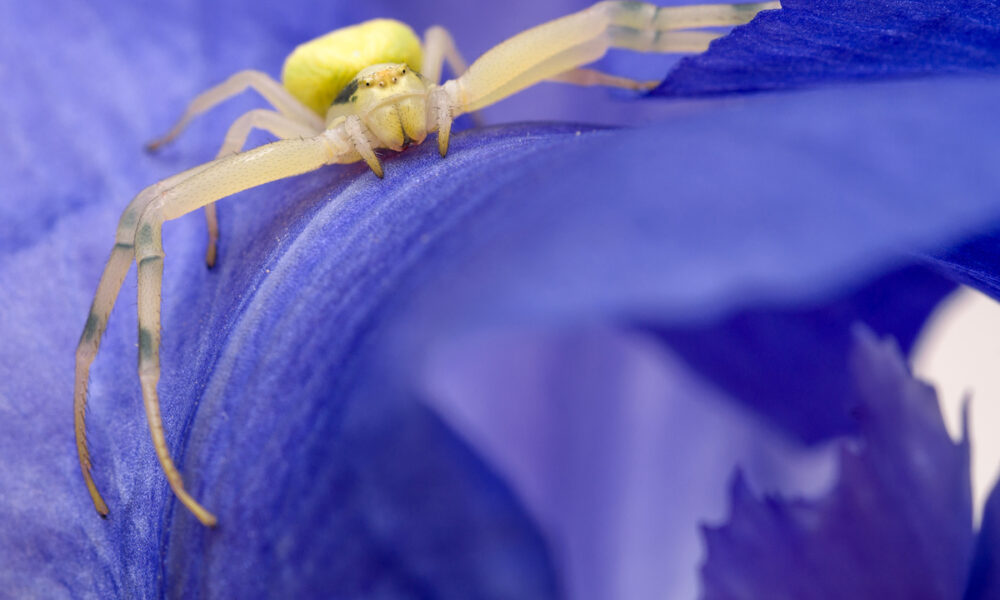 getting rid of spiders