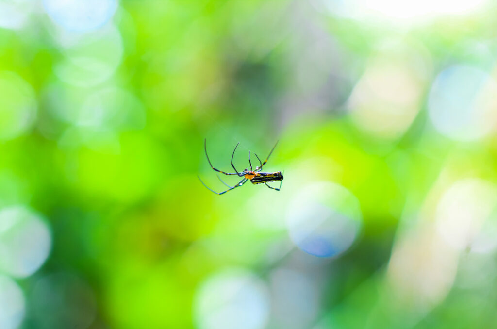 getting rid of spiders 